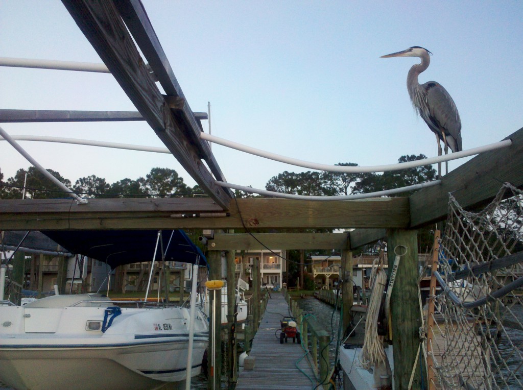 The Grey Family's backyard dock, with heron waiting to see if anyone will throw him fresh fish! 