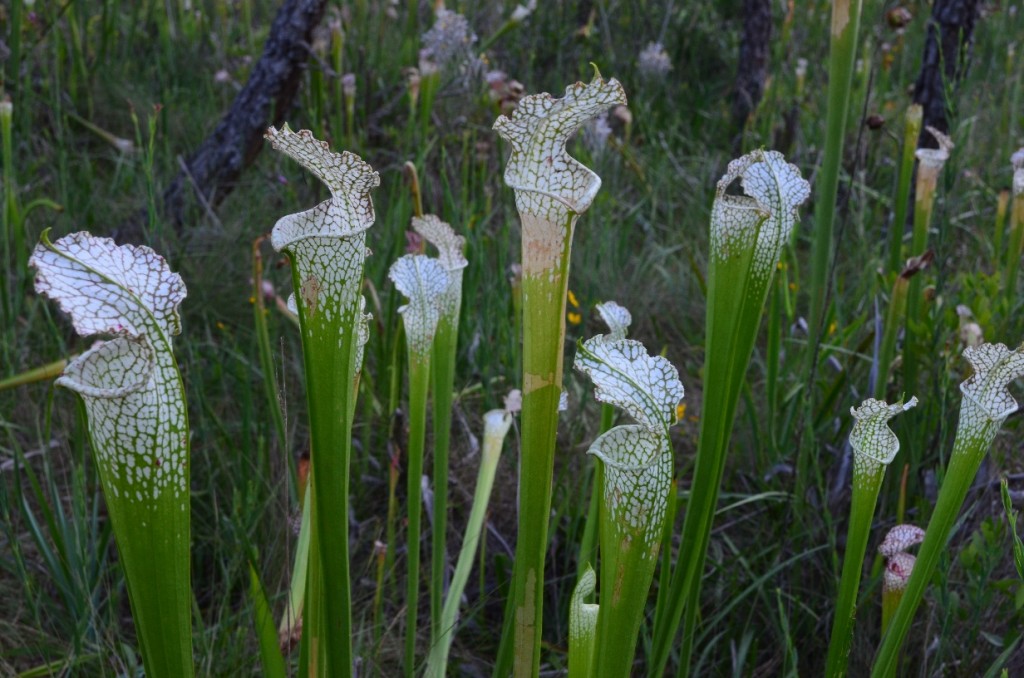 Florida's Endangered Pitcher Plants, which Carl and Emily showed me, just a quarter mile down a trail from their grandparents' home ~
