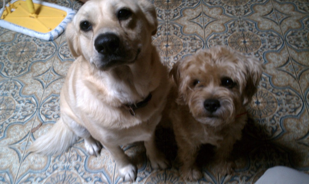 Chunker & Buddy, Diane's darling dogs, both of which I'll definitely miss too!