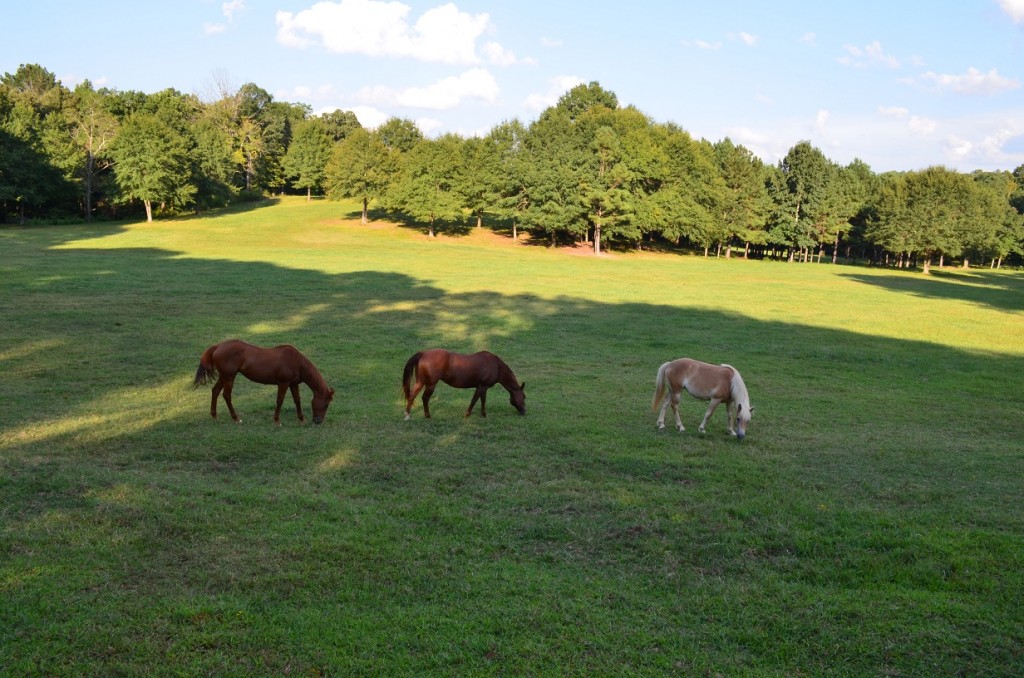 Though it added over a mile to today's walk, over halfway into today's miles, Rowe Road offered a more circuitous yet rural and beautiful swing into Monroe, off the busy, 4-lane Hwy 78. Among many other beautiful sights on Rowe Road was this trio of young horses, who, upon noticing me, came and paid me a visit! 