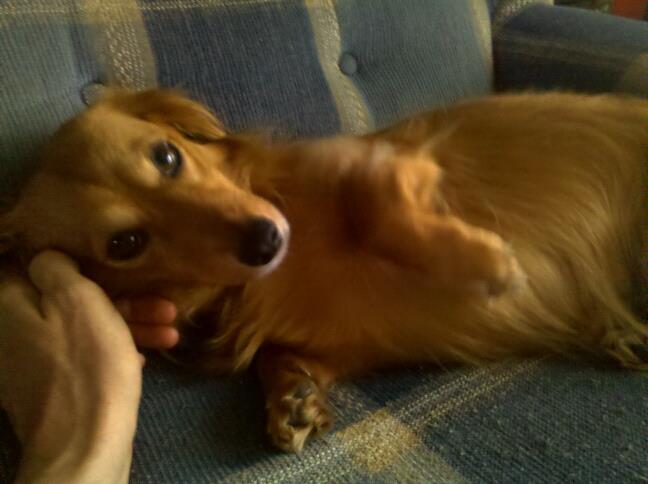 June 13 - Ms. Foxy the Doxie