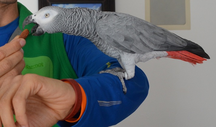 Before leaving Bob's today, I got to feed Alex, his sweet African Gray. She whistles Disney tunes, the theme to the Simpsons, and more!